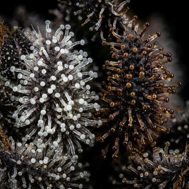 Beyond THC: What Hash Color Tells You About a Client's High